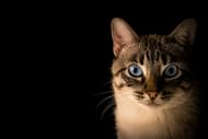 Ruthven taught that cats are divine protectors. (Image via Unsplash)
